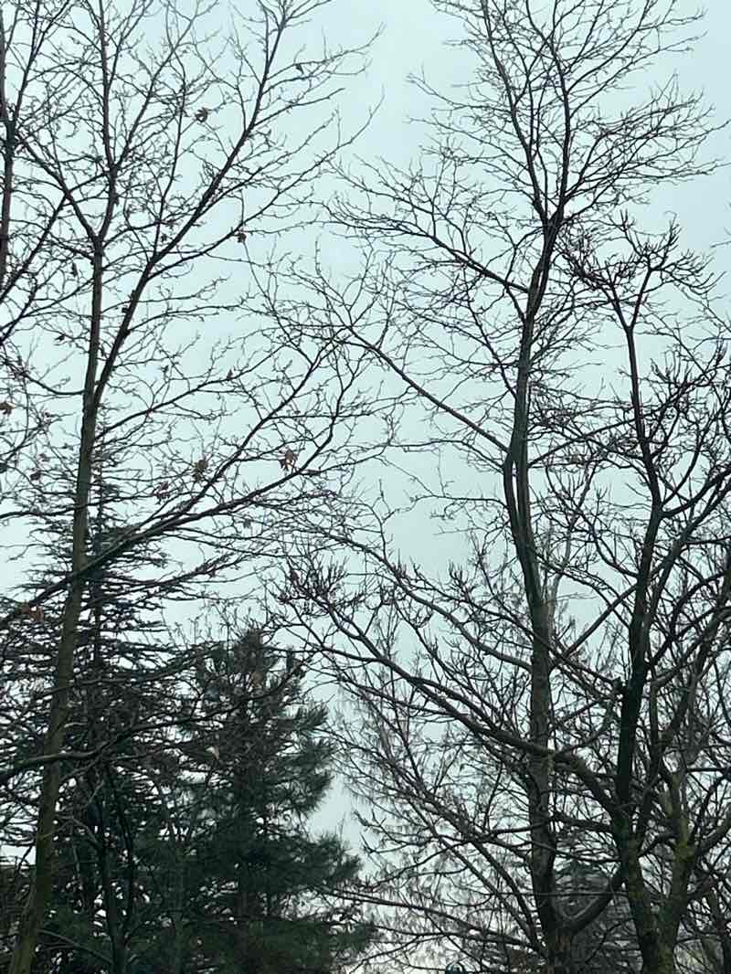 walking near me in Студентски парк in winter