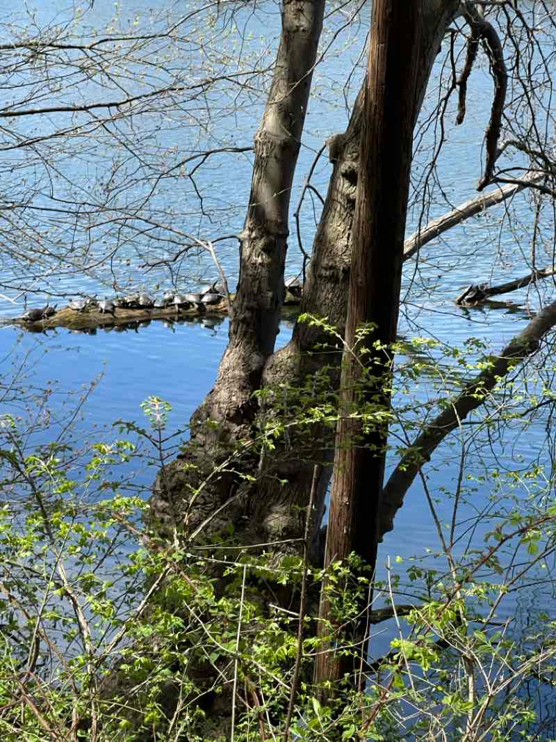 walking near me in Wilson Park in spring