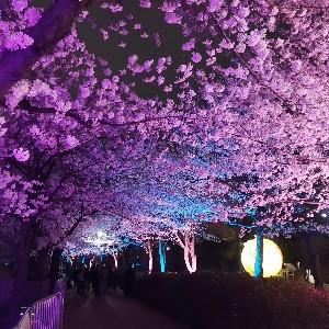 호홋C