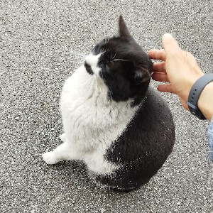 호홋C