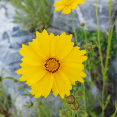호홋C post 2