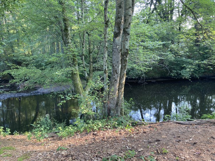 walking near me in Squannacook River Wildlife Management Area in autumn