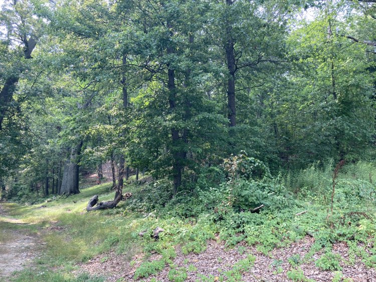 walking near me in Newton Hill at Elm Park in autumn