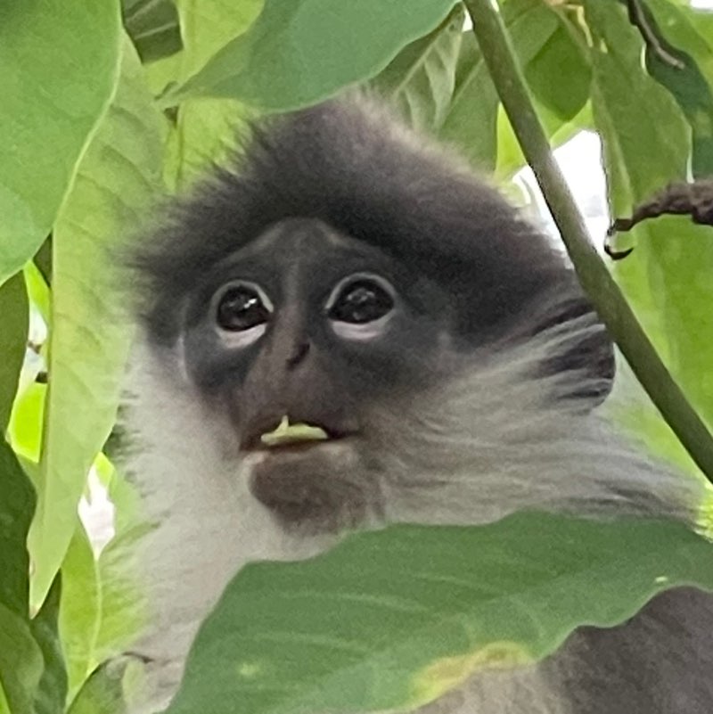 Remo