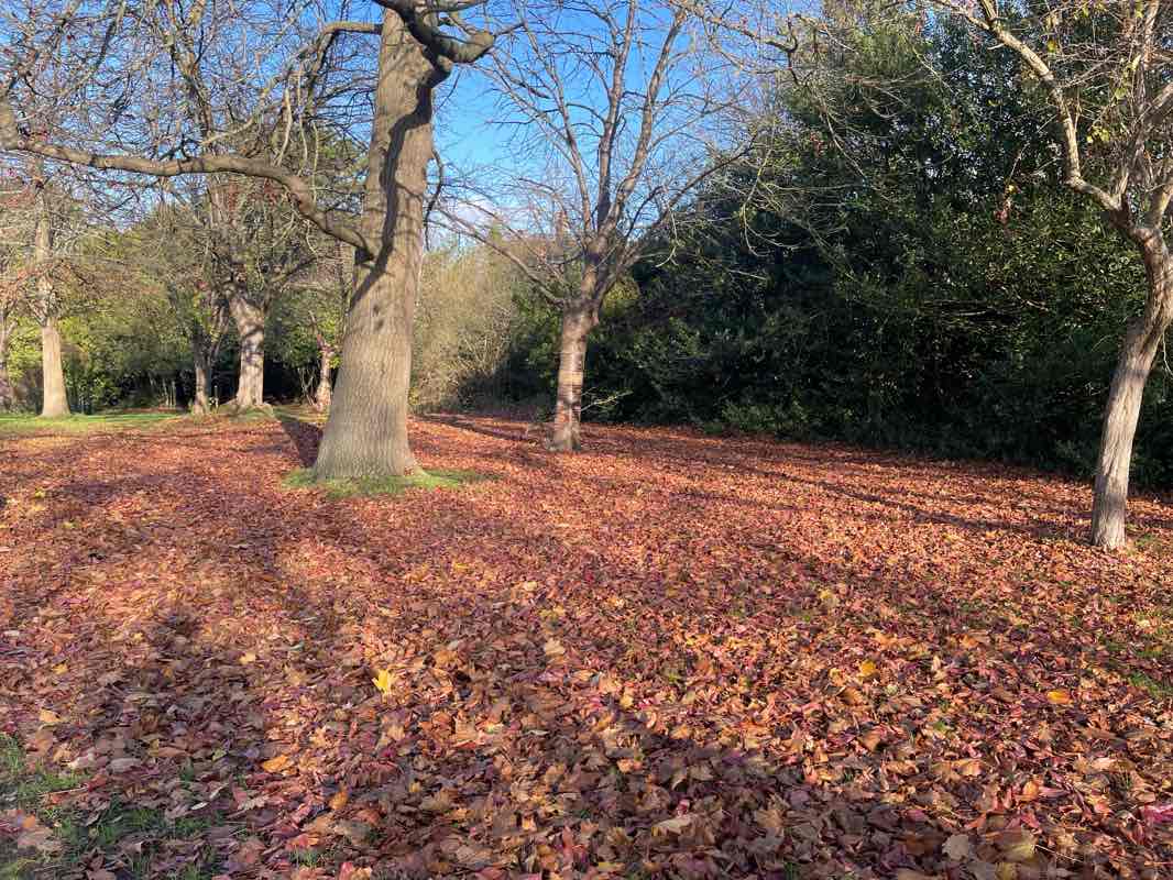 walking near me in Kelsey Park in autumn