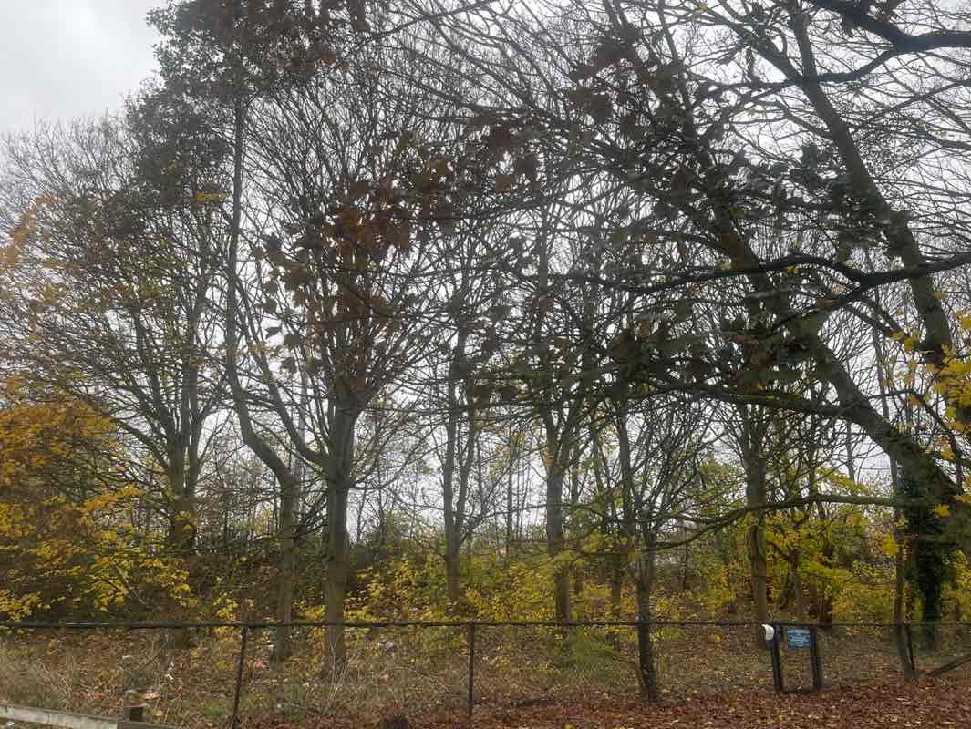 walking near me in Norman Park in autumn