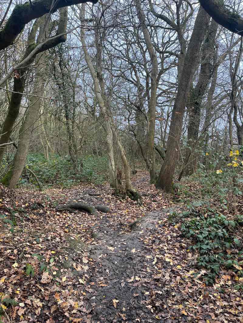 walking near me in Norman Park in winter