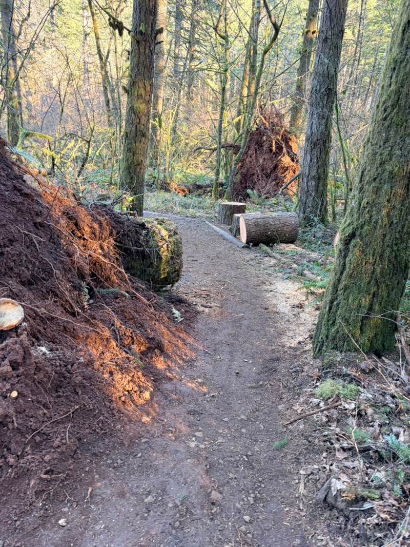 walking near me in McDonald Research Forest in winter