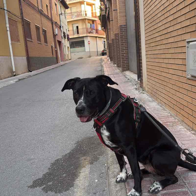Carlos post 2