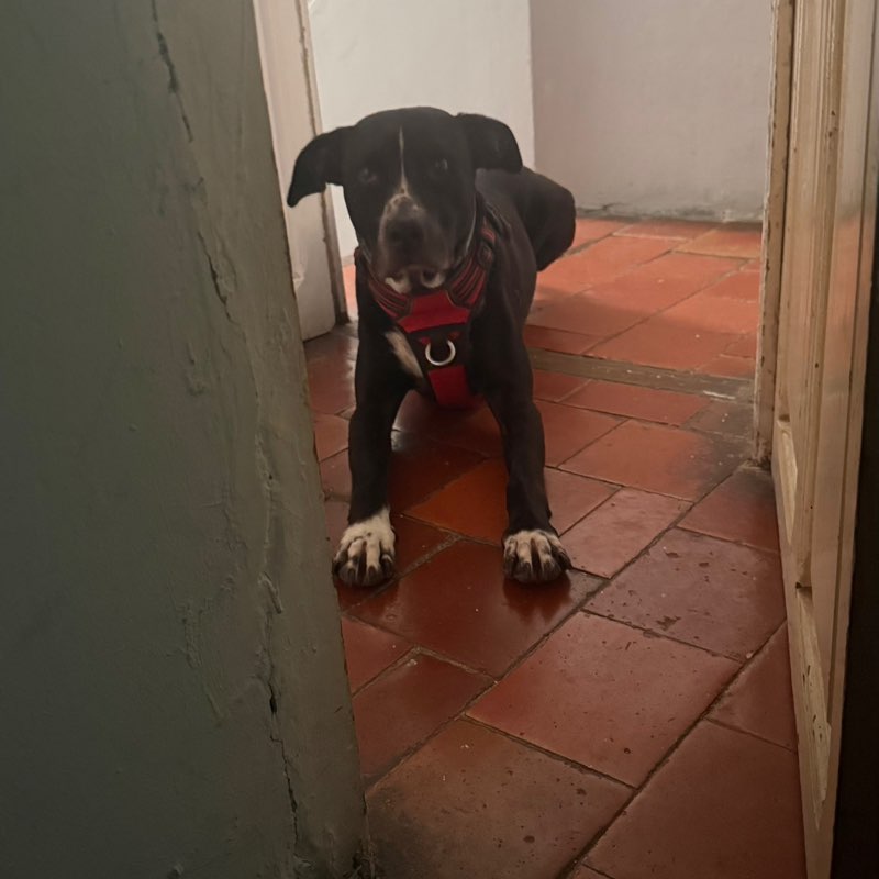 Carlos post 2