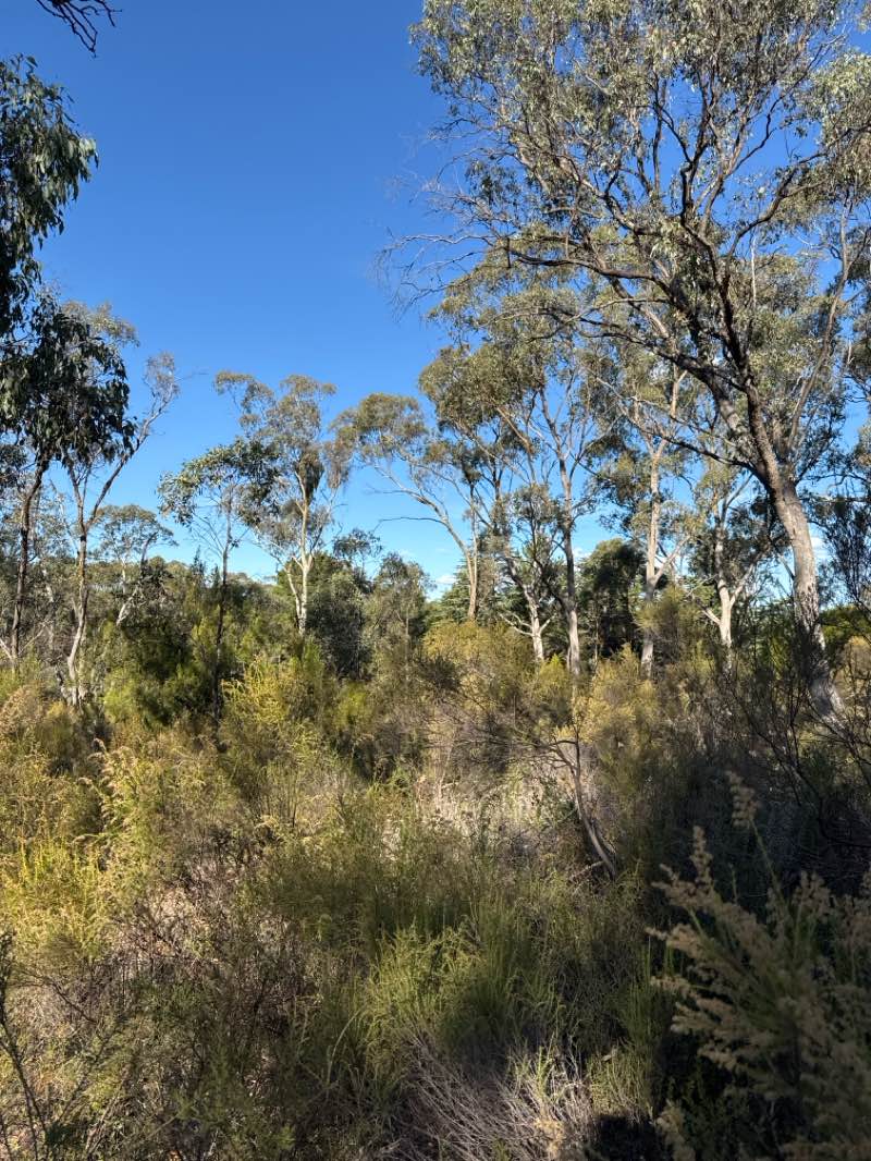 walking near me in Castlemaine Botanic Garden in autumn