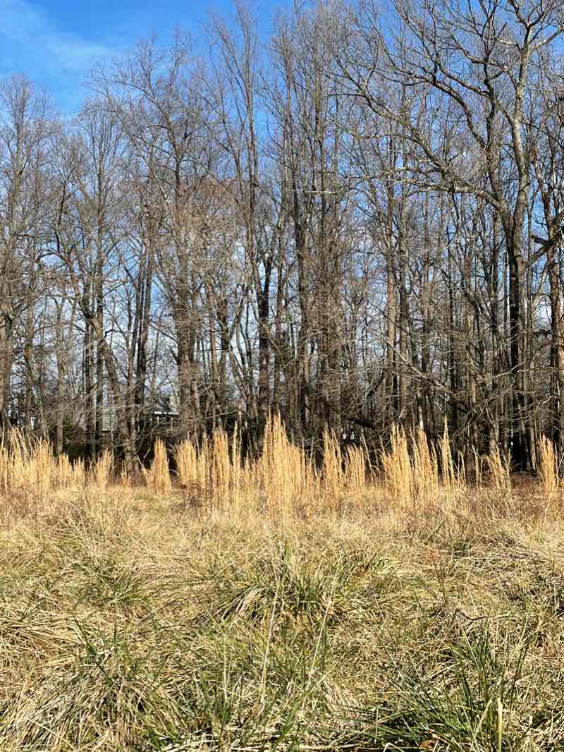 walking near me in Round Tree Park in winter