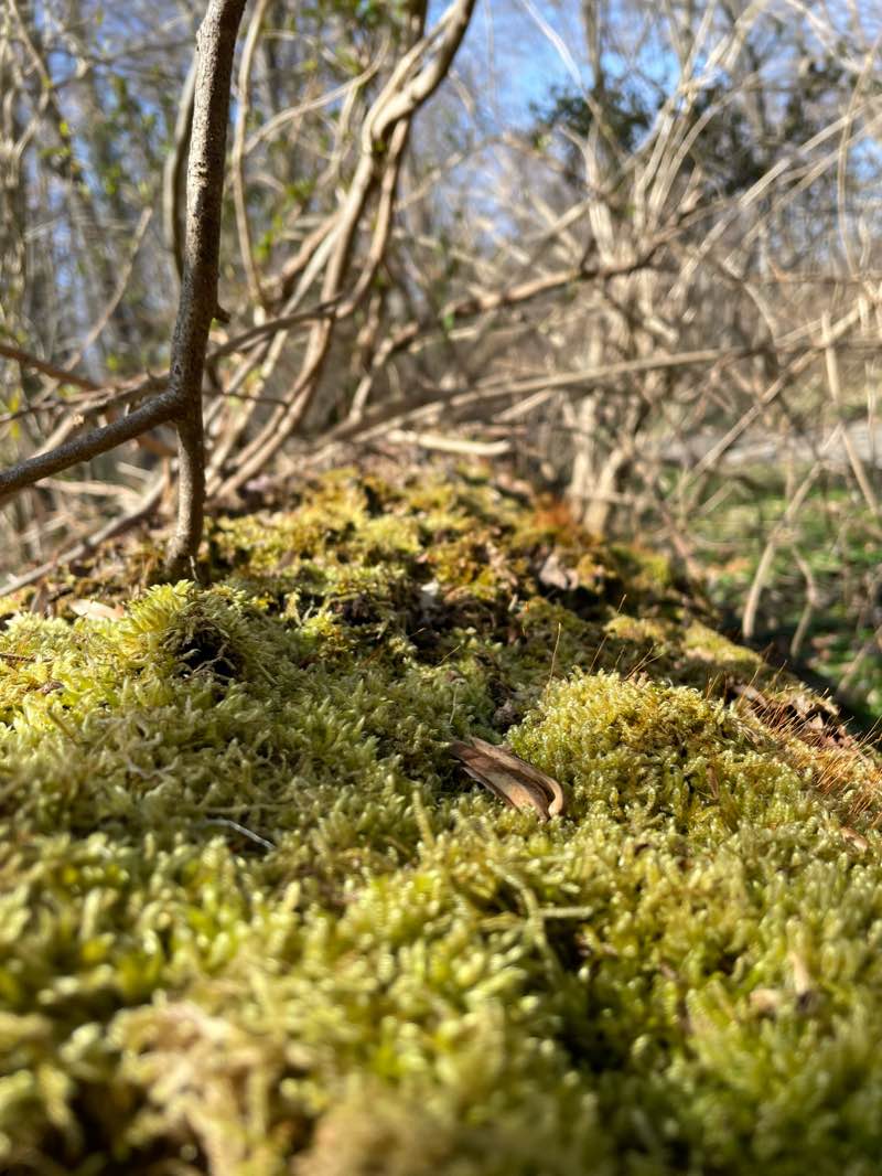 walking near me in Accotink Stream Valley Park in winter