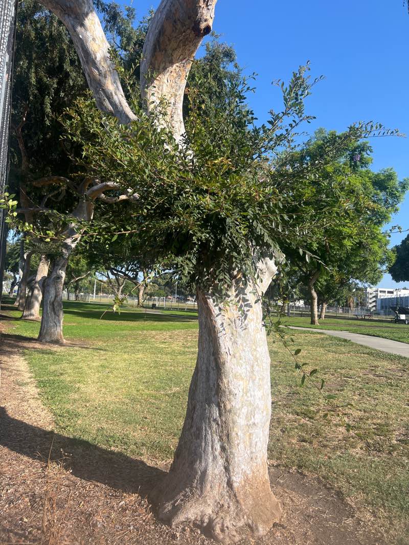 walking near me in Lynwood Park in summer