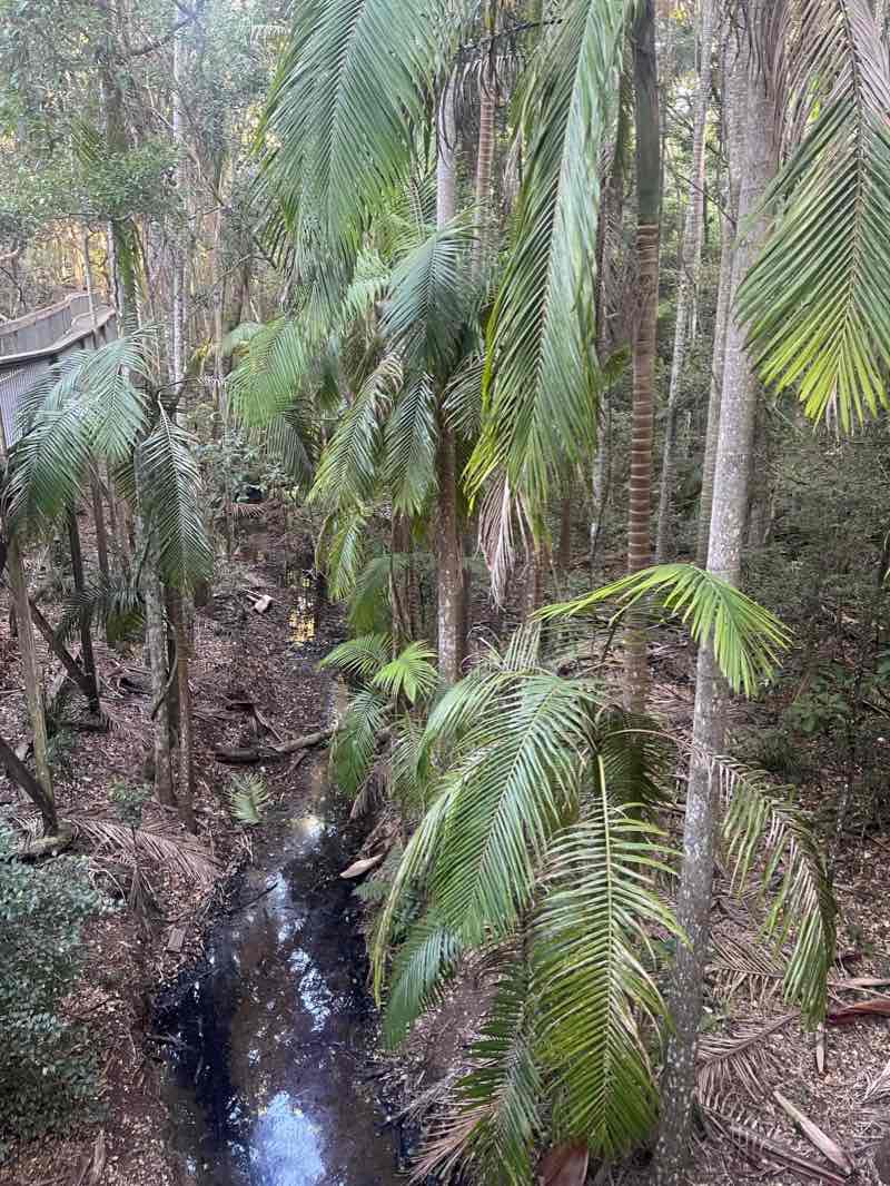 walking near me in Calwalla Reserve in summer