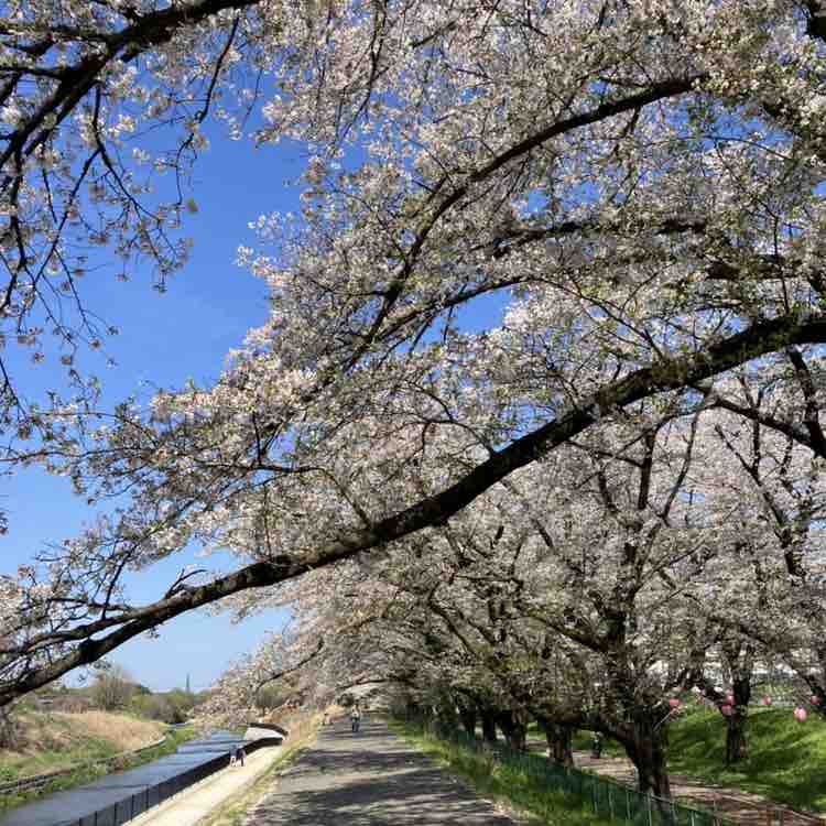 Yasuo🇯🇵 post 2