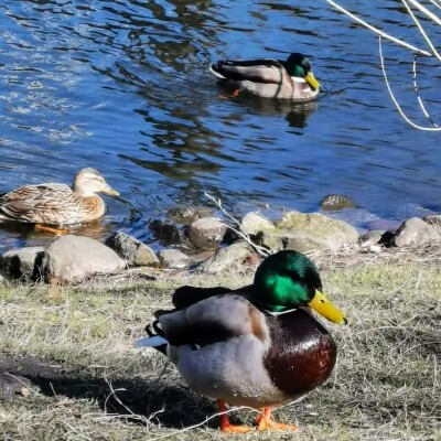 🦢💖TOGETHER WE CAN💖🦢 Zbigniew🌍🏃🎼 post image