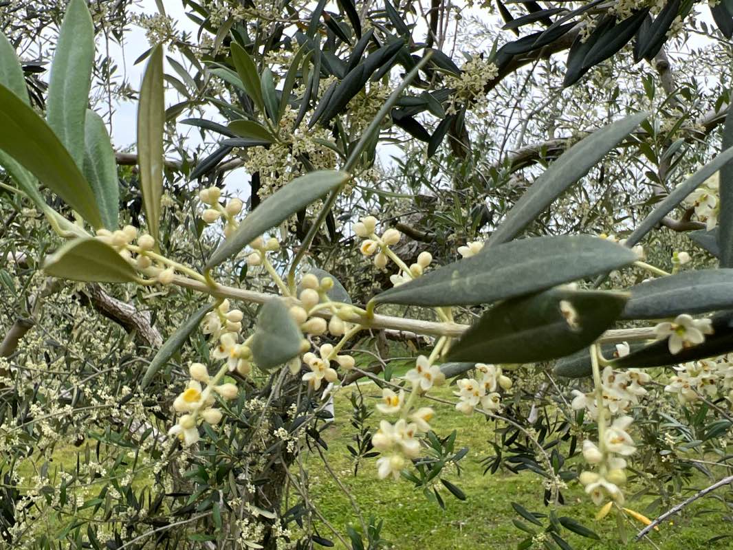 walking near me in オリーブ公園 in winter
