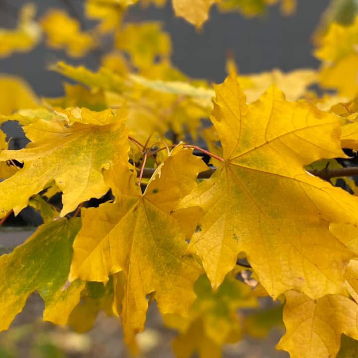 Hương Thuỷ post 2