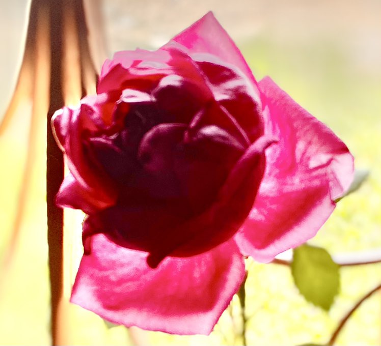 Kamal Alghamdi profile