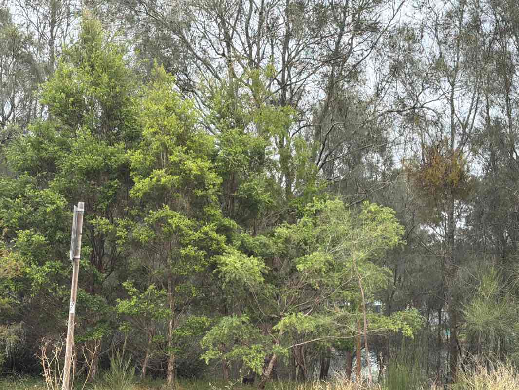 walking near me in Gough Whitlam Park in spring