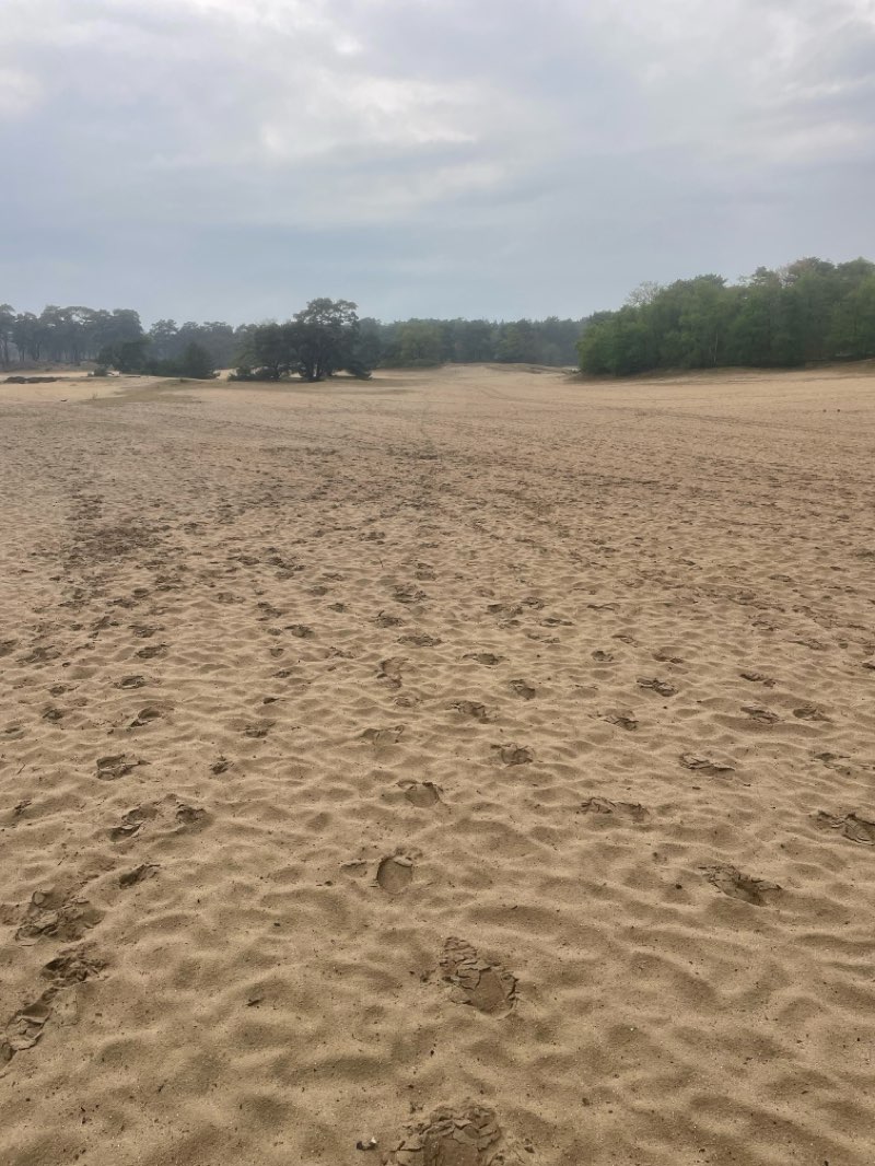 walking near me in Pinetum Birkhoven in spring