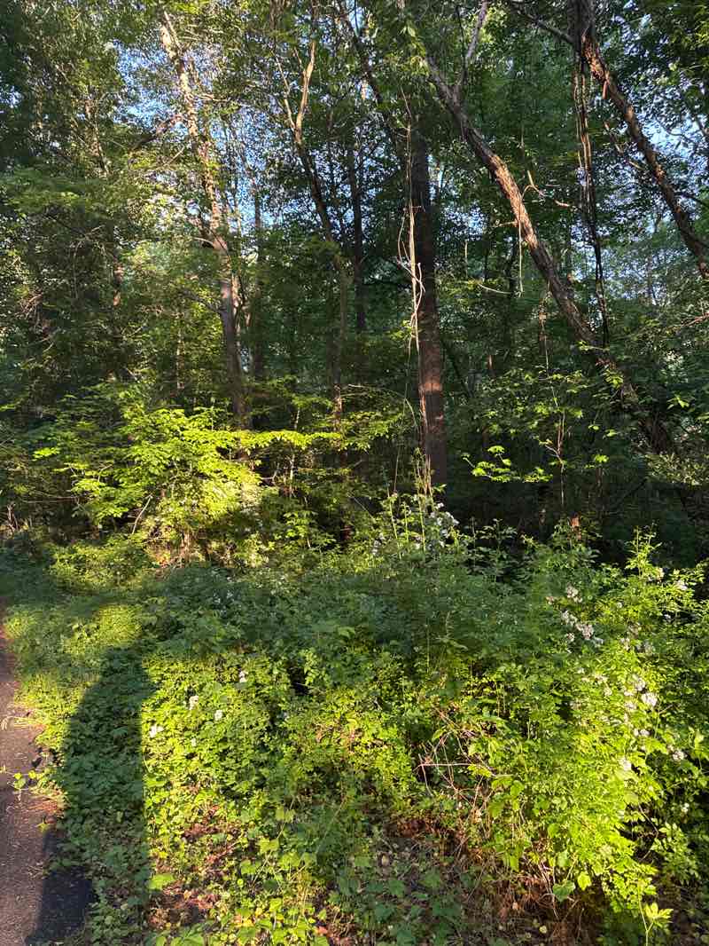 walking near me in Accotink Stream Valley Park in spring