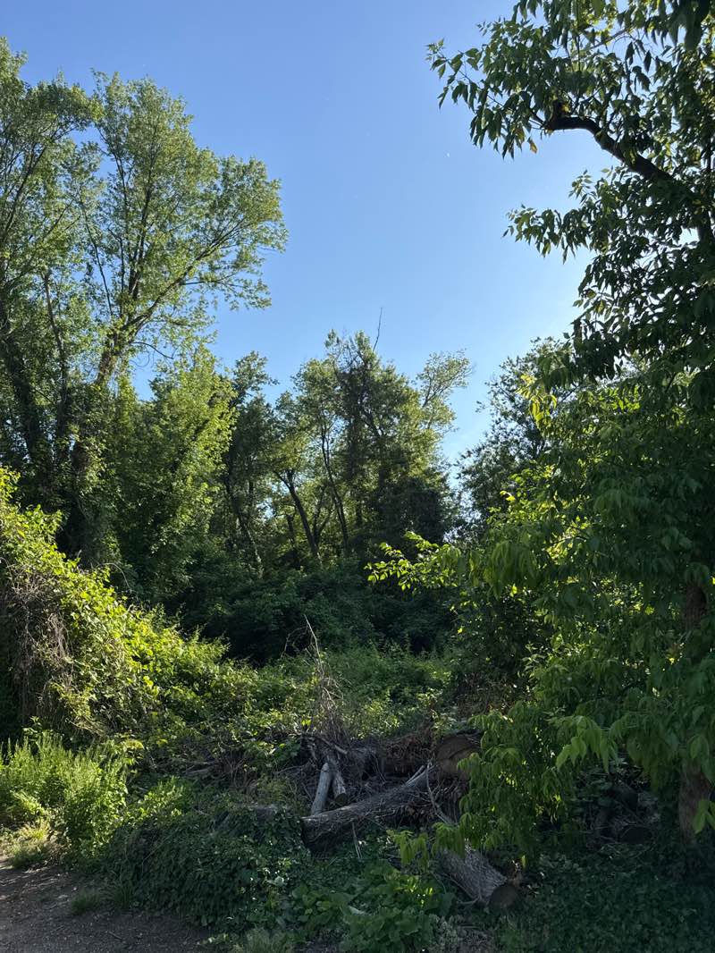 walking near me in Jones Point Park in summer