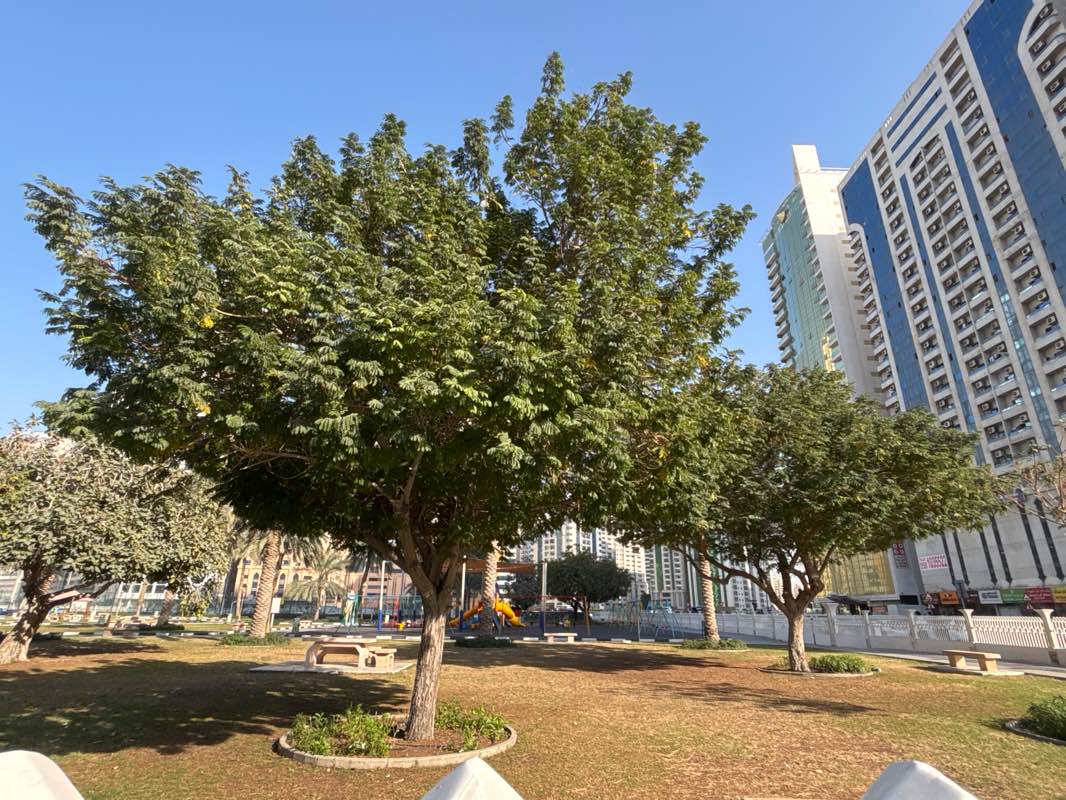 walking near me in Al Nahda Park in winter