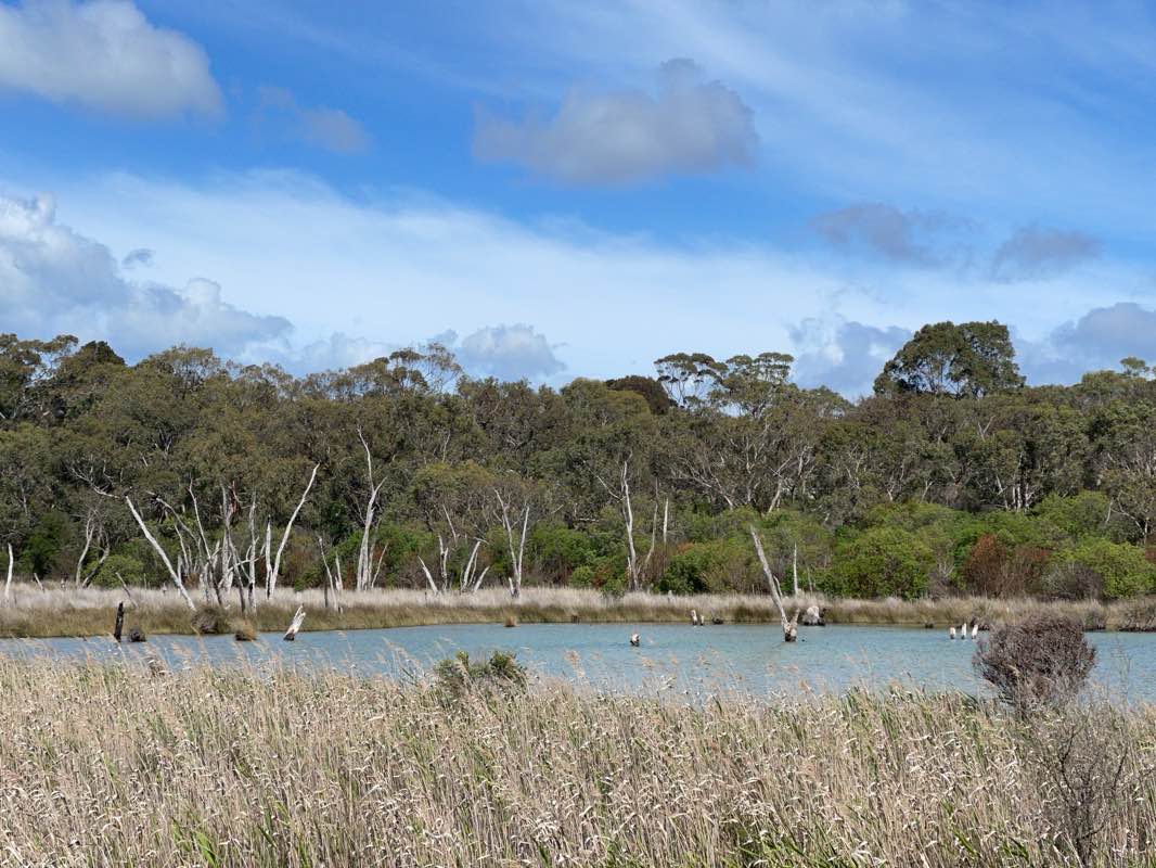 walking near me in Anglesea Heath Alcoa Agreement Area in spring