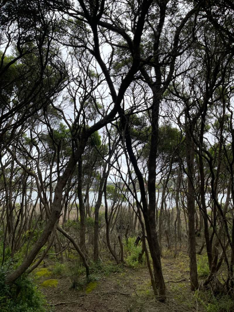 walking near me in Lorne - Queenscliff Coastal Reserve in spring