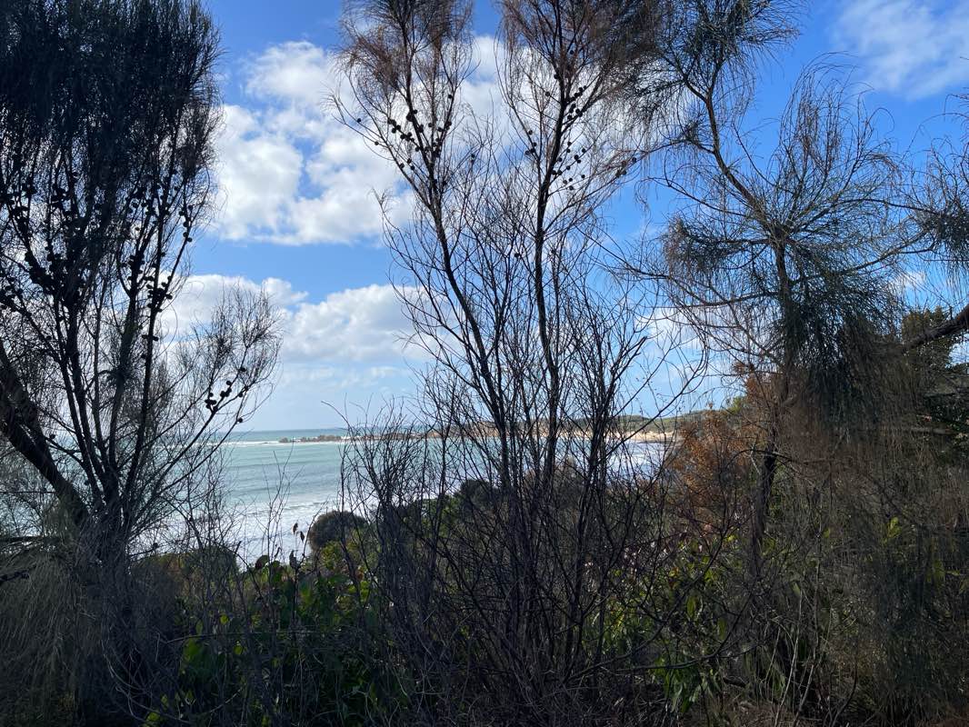 walking near me in Lorne - Queenscliff Coastal Reserve in summer