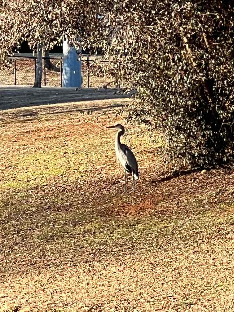 walking near me in Dublin Park in winter
