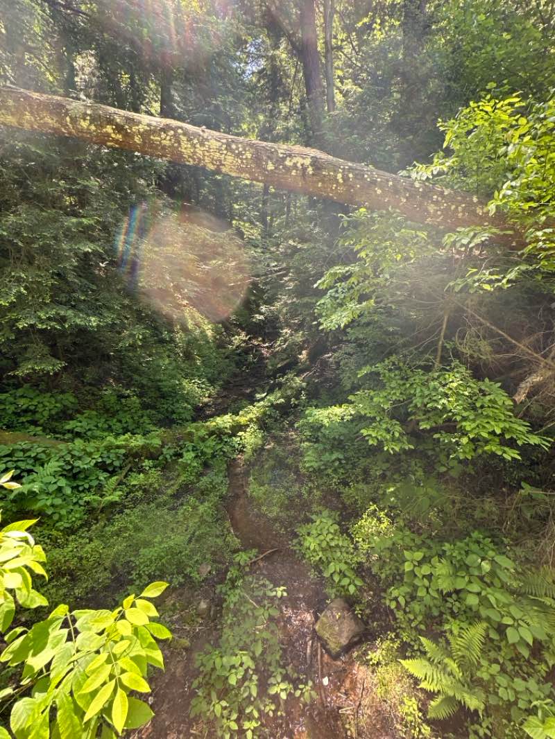 walking near me in Mohican Memorial State Forest in summer