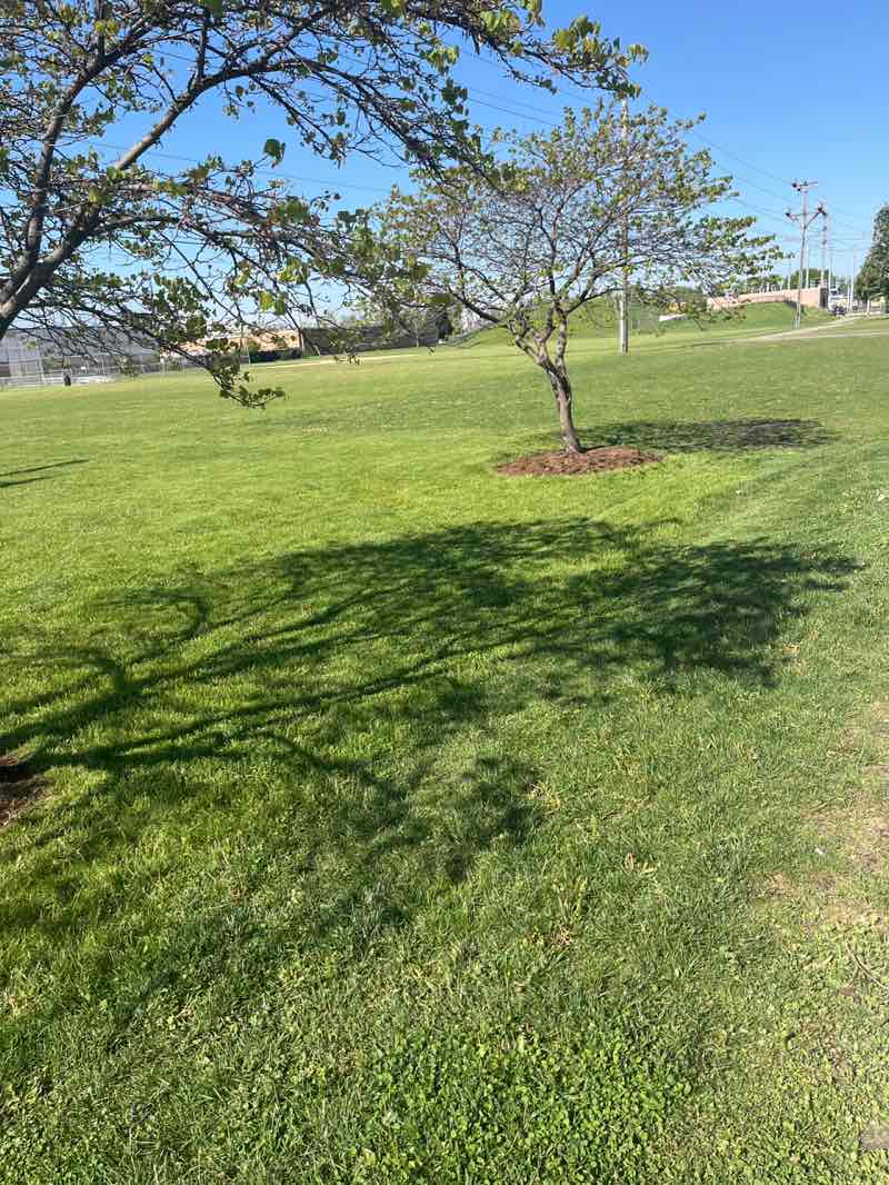 walking near me in Arndt Park in spring