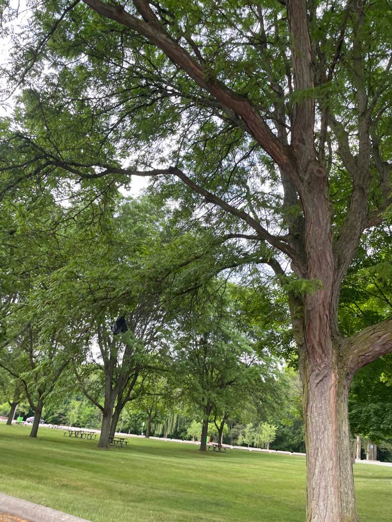 walking near me in Ford Field in summer