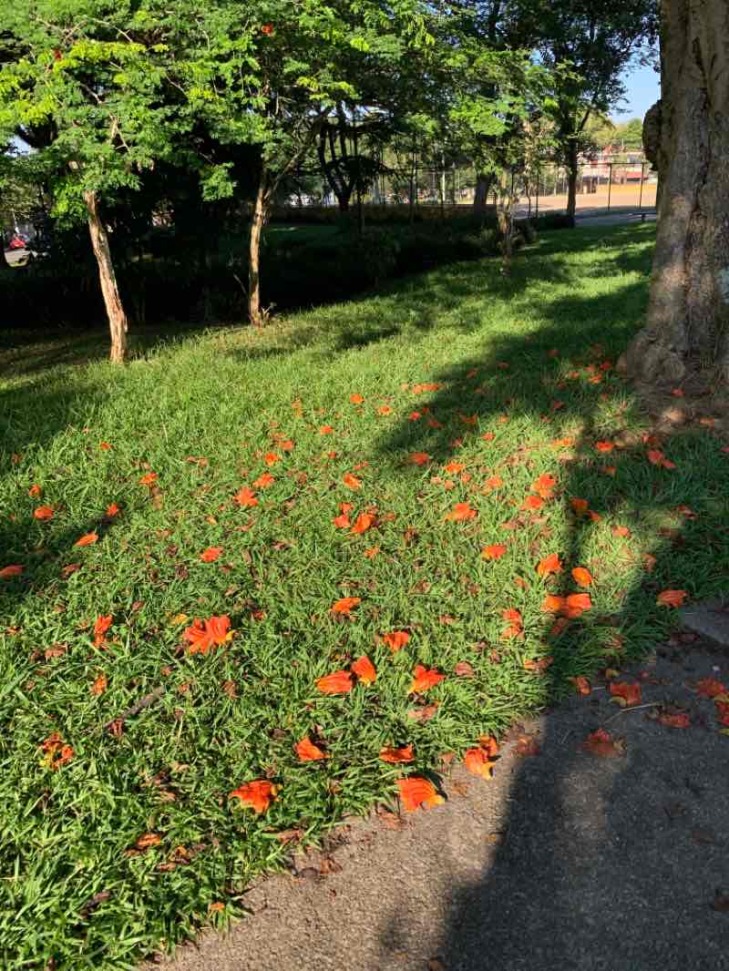 walking near me in Praça Itatiba in summer