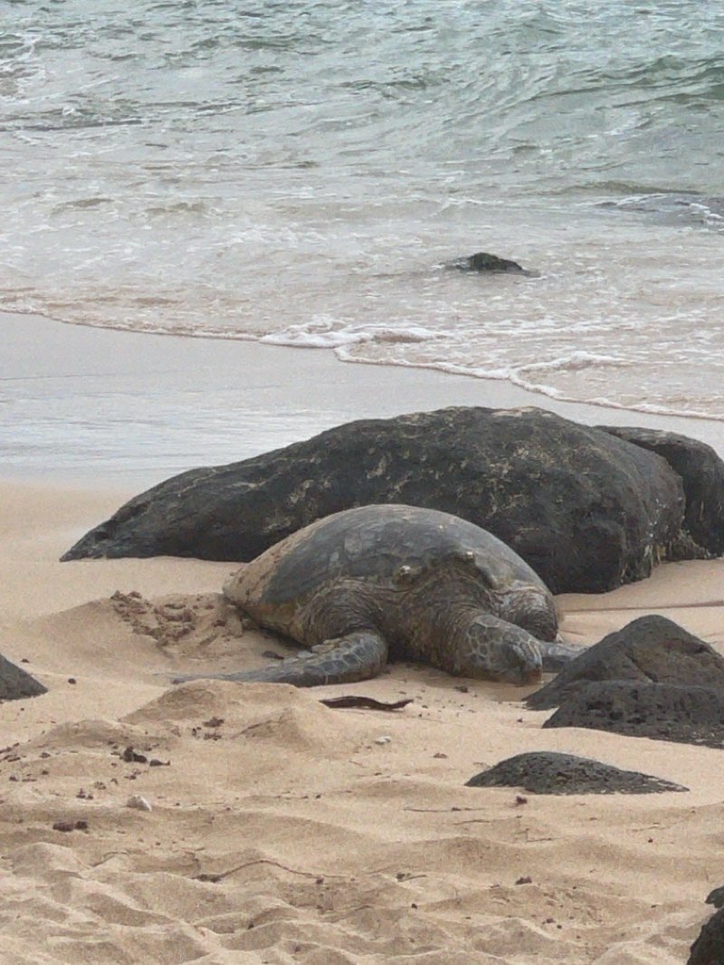 walking near me in Puaena Point Beach Park in winter