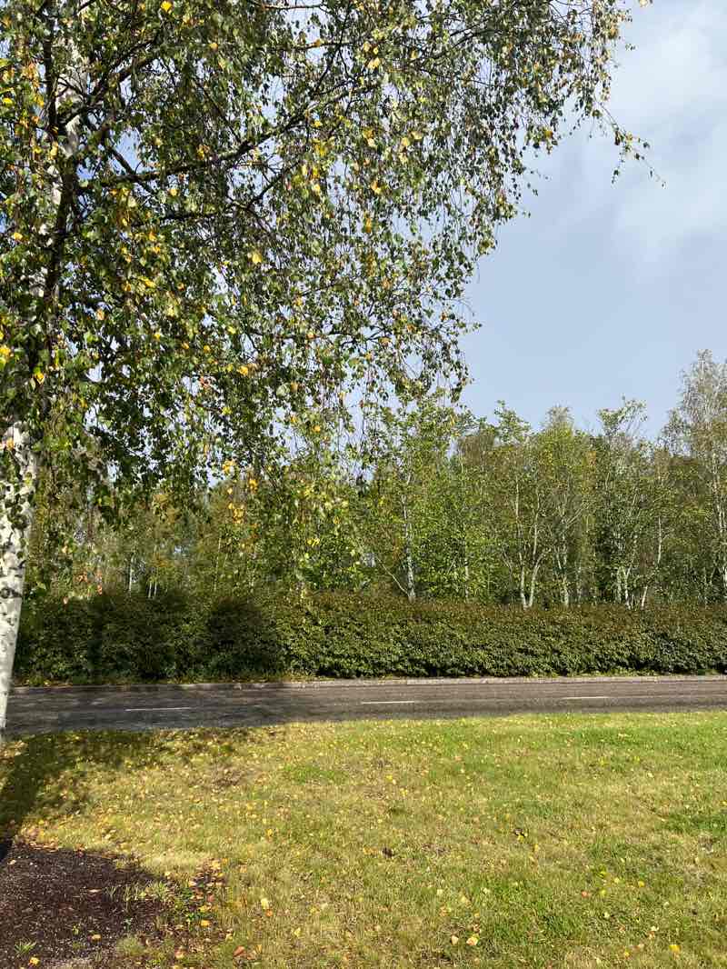 walking near me in Haltijatontunpuisto in autumn