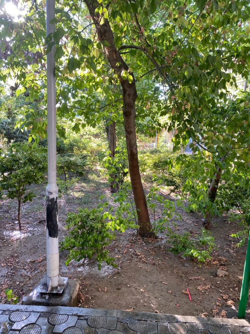 walking near me in Andisheh Park in summer