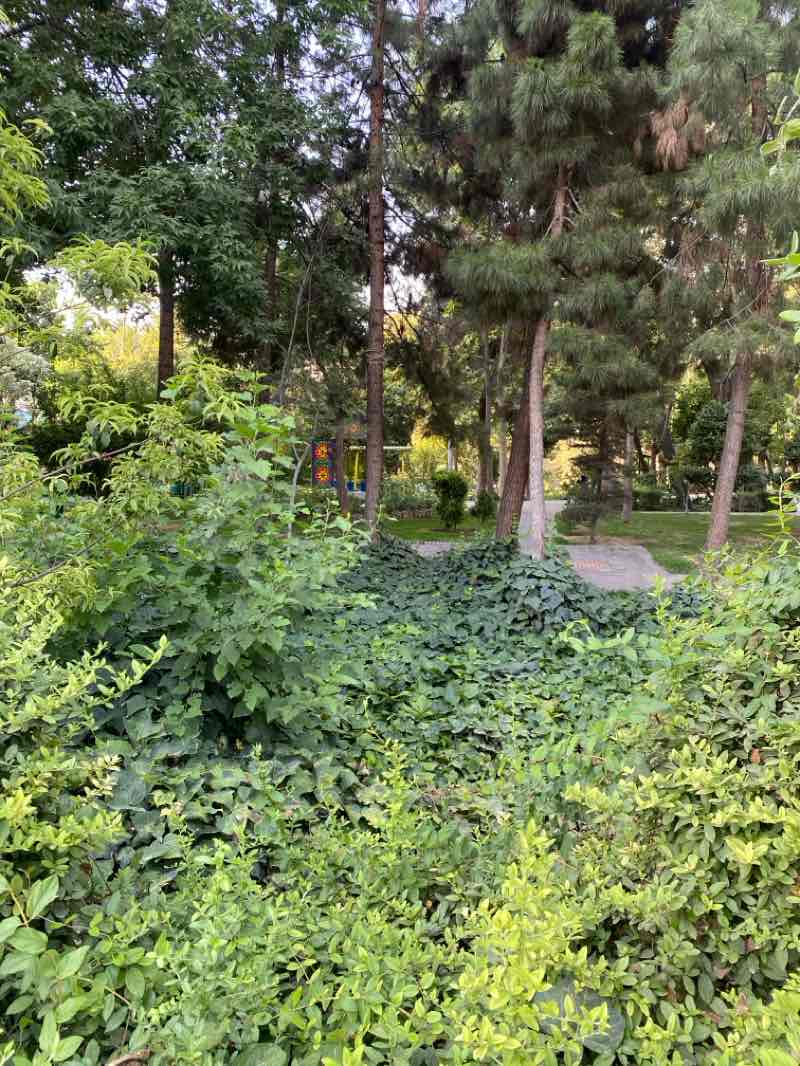 walking near me in Andisheh Park in summer