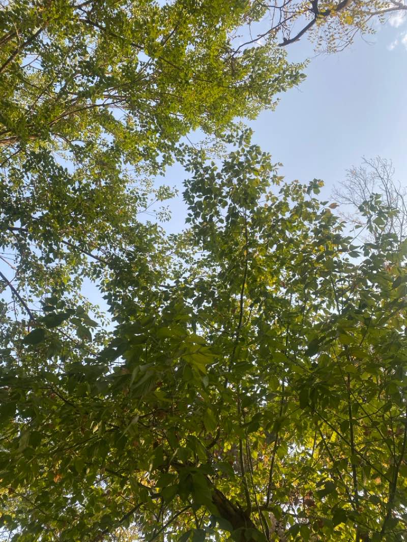 walking near me in Andisheh Park in summer