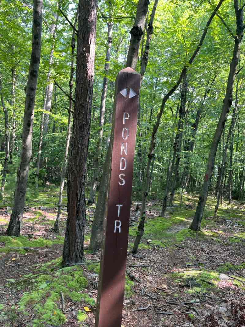 walking near me in Weiser State Forest in summer