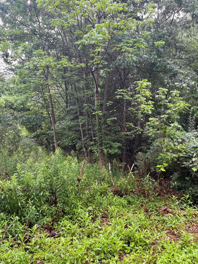 walking near me in Owl Creek Recreation Area in summer