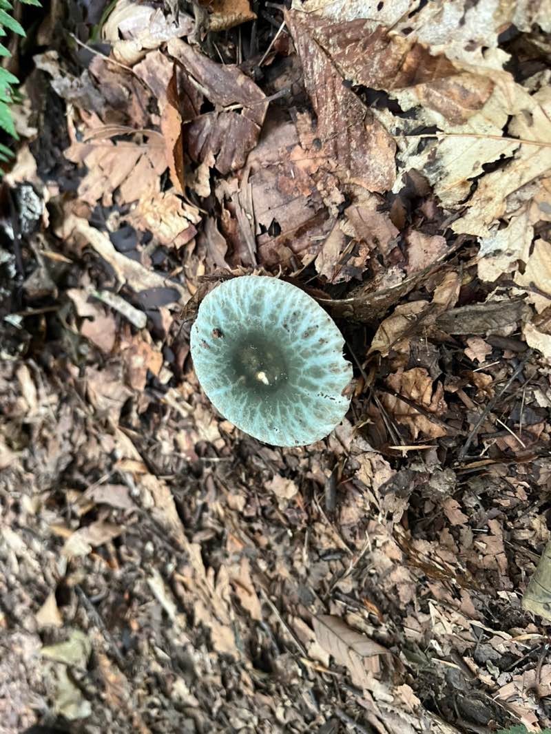 walking near me in Prompton State Park in summer