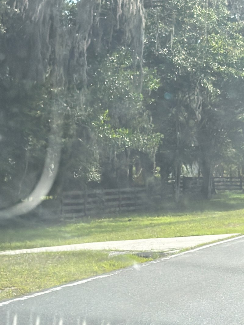 walking near me in Fickett Hammock Preserve in summer