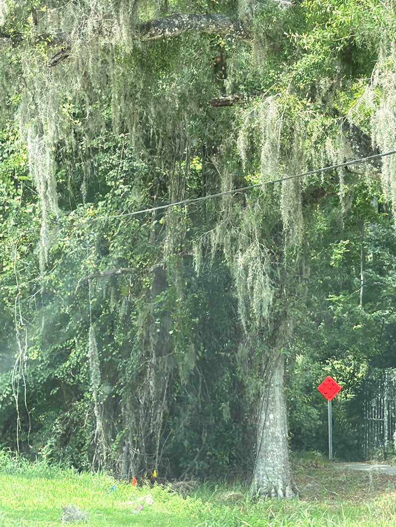 walking near me in Oakridge in summer