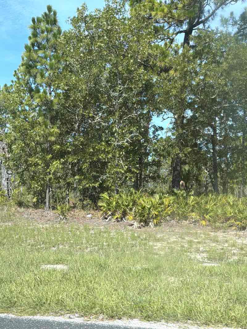walking near me in Chassahowitzka Wildlife Management Area in summer