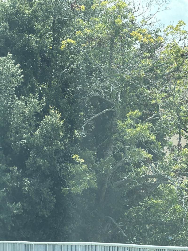 walking near me in Bonnet Springs Park in summer