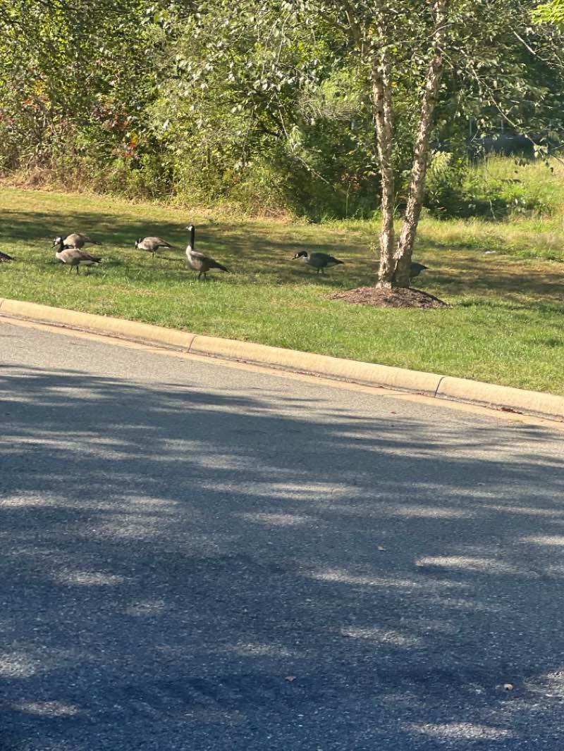walking near me in Colony Park in autumn